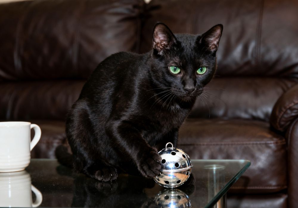  bulk interactive cat toys