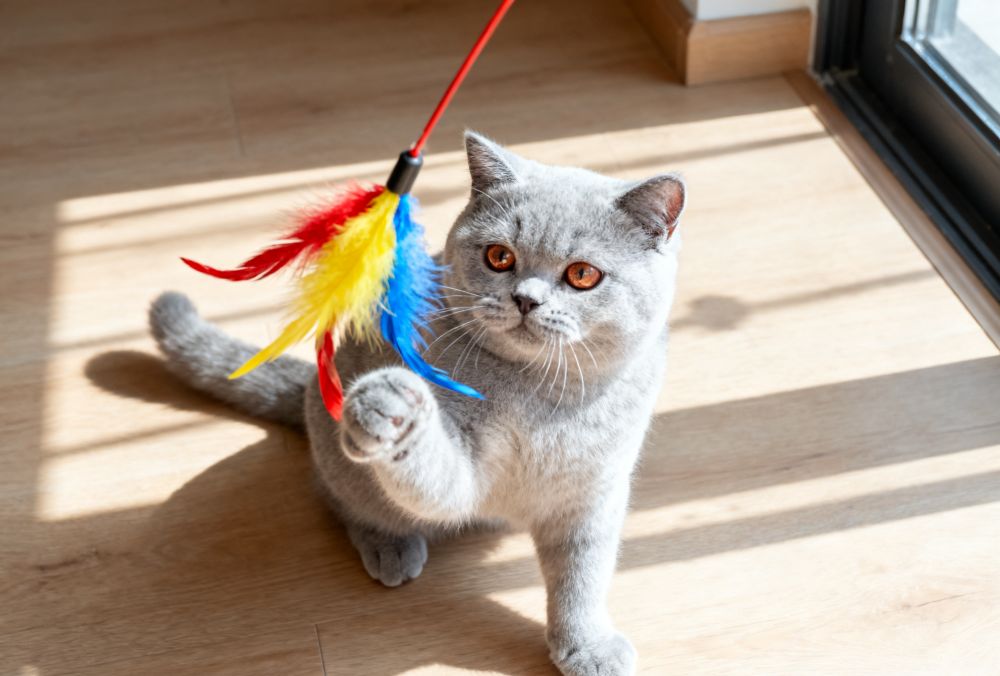  bulk nylon cat toys