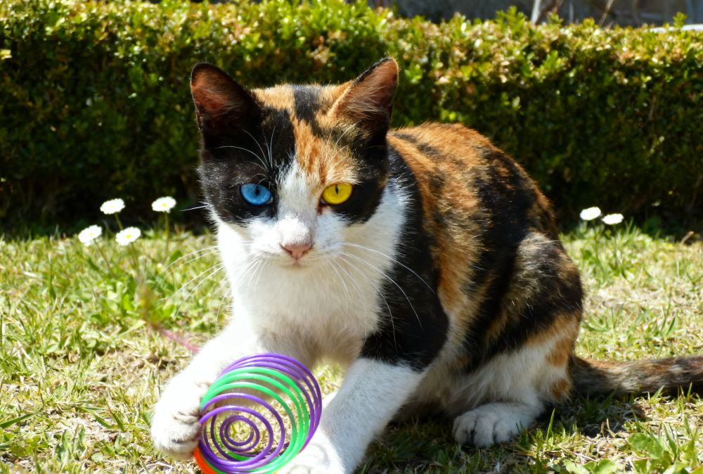 bulk pet toys for cats