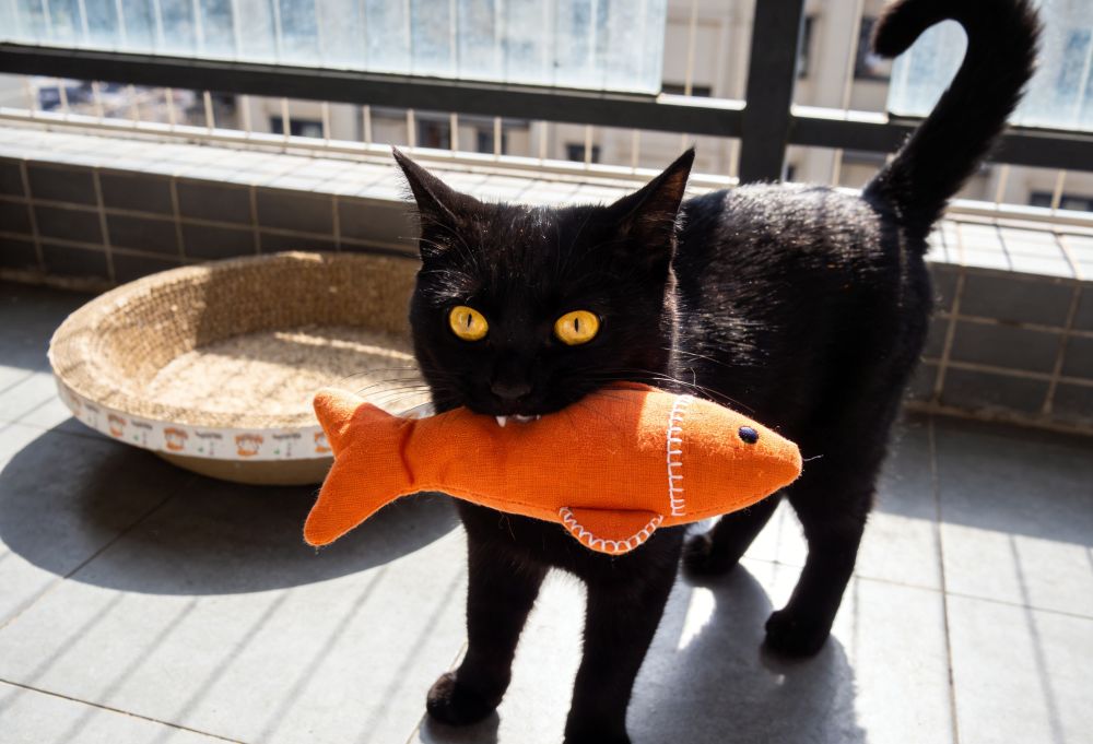  interactive toys for cats home alone 