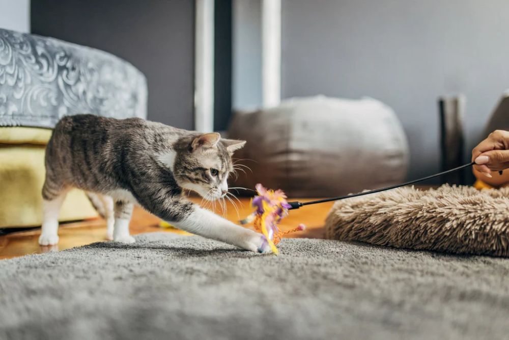 Cat Toy Suppliers: How to Choose Reliable Partners for Quality, Scale, and Long-Term Growth