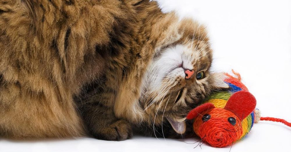 Quiet Cat Toys: Peaceful Play Solutions for Calm Homes and Happy Cats