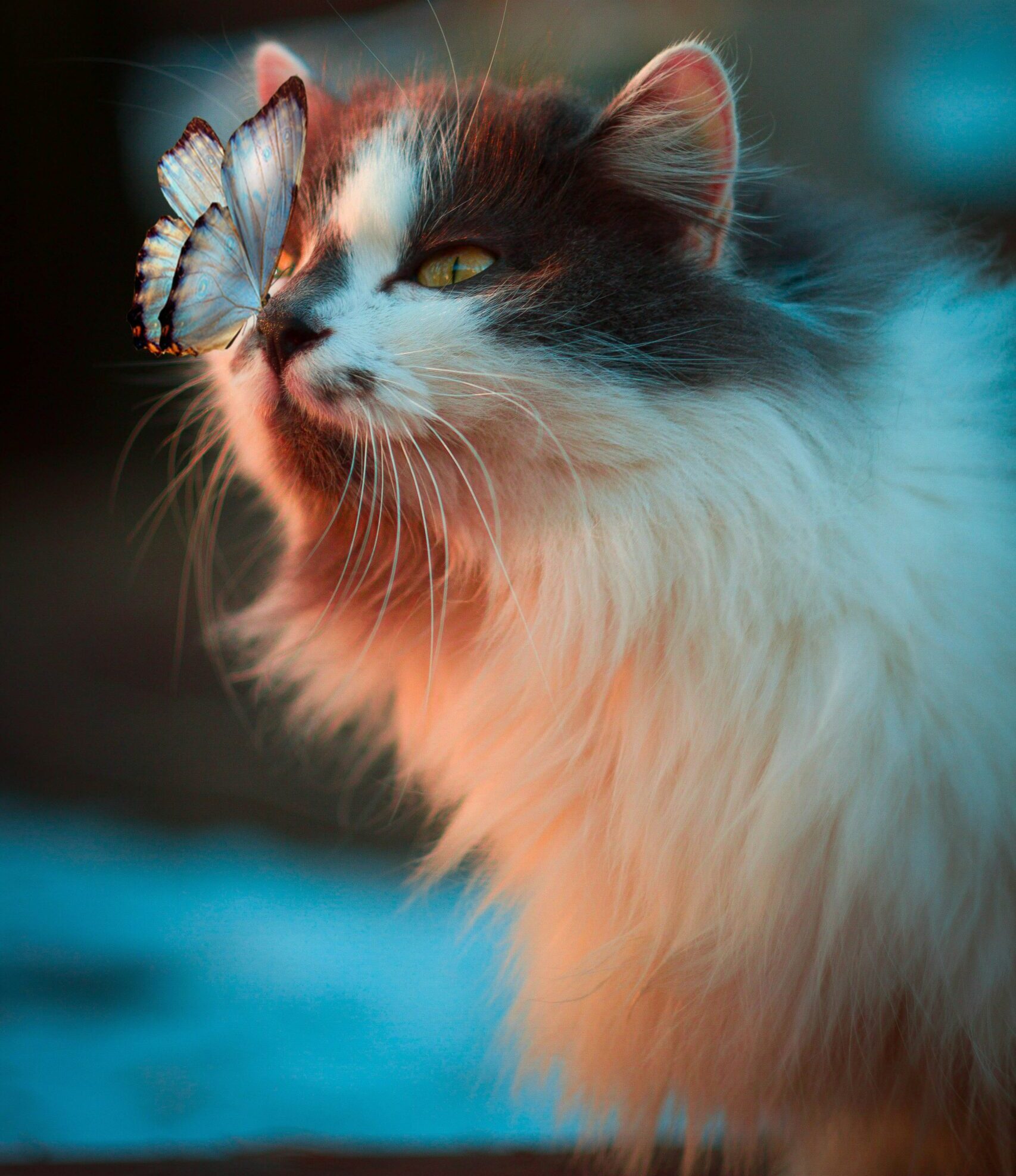 white butterfly resting on cat's nose